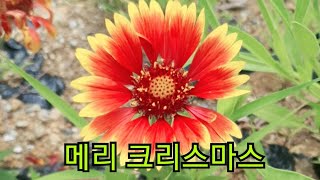 #늘푸른공연단♡연말년시 22,12,17(토) (실시간 방송)