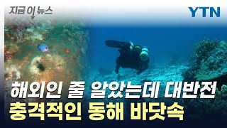 울릉도 바다 점령한 무리...유독 심각한 한반도 변화 [지금이뉴스] / YTN