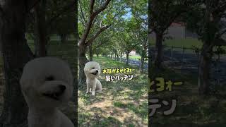 ぼたまるがいないぼたまる #ビションフリーゼ #bichonfrise #dog #犬 #モフモフ #木#森 #木陰 #風 #揺れる