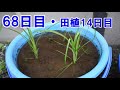 【庭いじり】バケツで稲を育てようday11　株分かれ？茎が増えてきた！