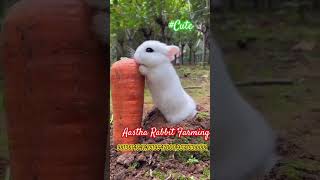 how to start a rabbit farming in india #viral #new #cute #khargosh #rabbit