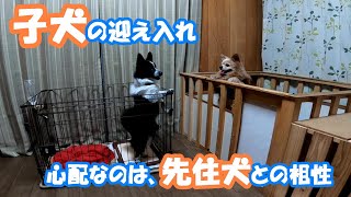 子犬を迎え入れた初日、先住犬の優しい対応にホッとする【ポメラニアン\u0026ペキニーズのMIX犬】