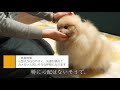 【飼い主さん必見】逆くしゃみと気管虚脱を見分ける方法