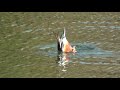 ハシビロガモの採餌方法（カイツブリの鳴き声入り）　shoveler