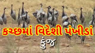 Migrated Birds in Kutch કચ્છનાં મહેમાન વિદેશી પક્ષીઓ@Khadir Bet \u0026Banni #Kutch