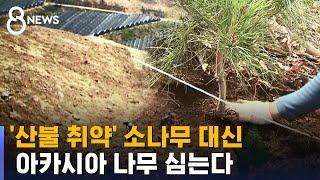 '산불 취약' 소나무 대신 아카시아 심는다 / SBS 8뉴스