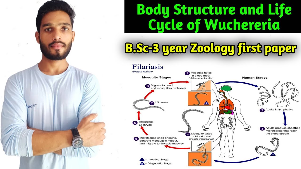 Wuchereria Bancrofti Life Cycle