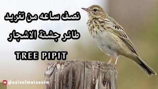 نصف ساعه من تغريد طائر جشنة الاشجار - Tree Pipit