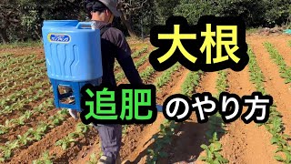 【大根】追肥！綺麗に育ちますように！