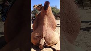 Camel enjoy  at wenter season milking thr desert#wildlife #viralbaby #animals #video #viral