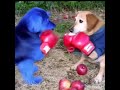 apple dog moments pt2💀 appledog apple funny dogs trolledit troll trollfaceedit skulledit