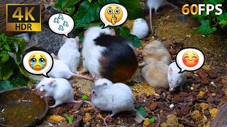 LOL Mouse TV 😹: Food, Friends, and Funny Moments! | 4K HDR