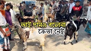 আমদানি অনেক বড় ছোট পাঠা ছাগলের কিন্তু ক্রেতা নেই দাম জানুন | Farm of Bangla