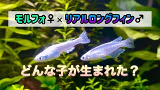 【メダカ水草水槽】リアルロングフィン♂とモルフォ♀から生まれた第一世代はどんな子？