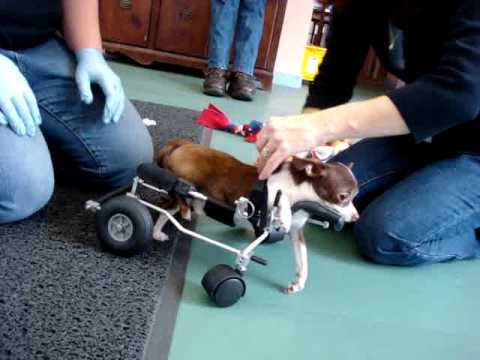 Dog Wheelchair For Back Legs Set Of
