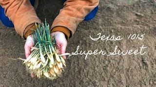 How To Plant 1015 Texas Super Sweet Onions 🌱 Gardening Tips