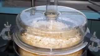 distillation of hinoki essential oil