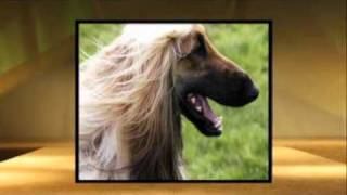 Dogs 101 Afghan hound