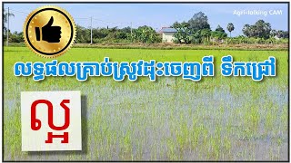 ស្រូវដុះចេញពីក្នុងទឹកជ្រៅ