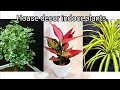 Beautiful home decor House plants. Home gardening and ideas @ Thamara's Garden