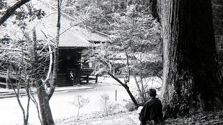 歴史秘話　松の木のご神木　松下稲荷神社　Historical Secrets Pine Tree Sacred Tree