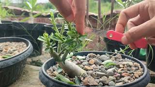 pruning adenium banyak manfaatnya lho!!! yuk lakukan ini pada adenium yang tidak mau bercabang