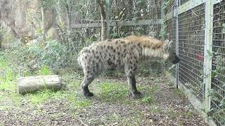 spotted hyena ブチハイエナのハナちゃん / 天王寺動物園 / tennoji zoo