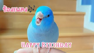 สอนนกร้องเพลง สอนนกพูด นกฟอพัส ร้องเพลง Happy birthday ฟอพัสพูดได้ #แฮปปี้ pacifit parrotlet forpus