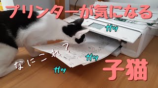 プリンターが気になる子猫。初めて作動したプリンターに興味津々の猫。