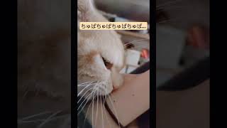 飼い主の腕でちゅぱちゅぱする猫