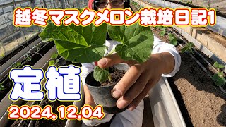 Wintering Muskmelon Cultivation Diary 1: Planting Japan Farming