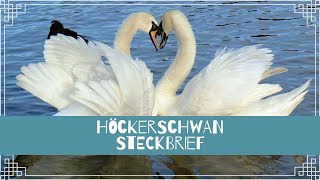 Höckerschwan Steckbrief [Aussehen, Alter, Fortpflanzung und mehr]