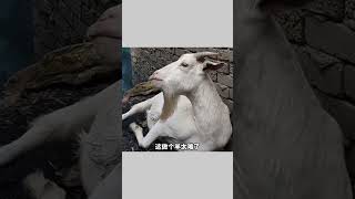 我的短视频搞笑配音 135 #short