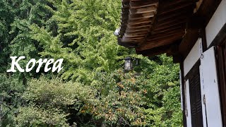 Korean Vlog🇰🇷Feel the beautiful autumn of Korea at the Korean Folk Village🍂🍁