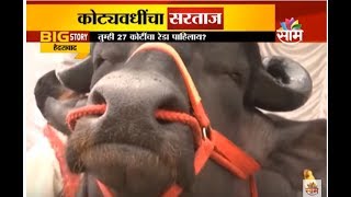 तब्बल 27 कोटी रुपयांचा रेडा ठरतोय आकर्षणाचा विषय, सोळाशे किलोच्या सरताज रेड्याची तुफान चर्चा