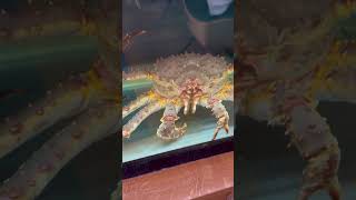 Большой добрый краб//good big crab