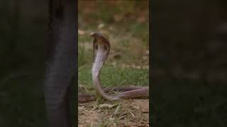 The King Cobra’s Role in the Ecosystem: Why This Snake Matters🌹💐💪