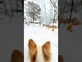 cold and touching 🥶 チワワ animals chihuahua 子犬 winter doglover dogshorts shorts