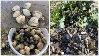 เก็บหอยแมลงภู่#หอยคางเต็มหาด#แถมเจอคะร้ากอสวยอลังการอีกแล้วจ้า# Find mussels.26/5/21.