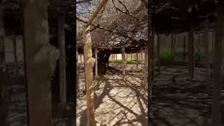 World's Largest rose bush in Tombstone Arizona #shorts