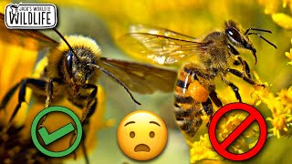 ARE We SAVING The WRONG BEES?