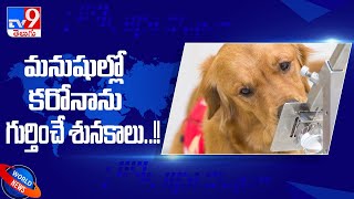 Dogs can be trained to detect 90% Covid cases, Even asymptomatic: Study - TV9