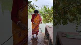 আজ পুকুর থেকে ছিব দিয়ে মাছ ধরলাম #sundarban #village fishing #fishing