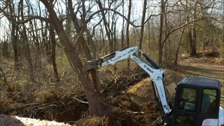 Bobcat e35i Mini Excavator Taking down Big Black Locust Trees \u0026 clearing trees