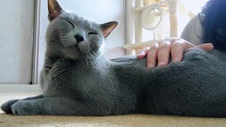 【猫動画】たくさん撫でてほしいロシアンブルー【Russian blue】Russian Blue who wants to be petted a lot