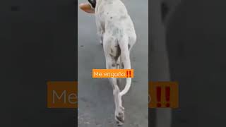 #estafador el #perrito #dog #dogs #short #shortvideo #shortsvideo #funny #whatsappstatus