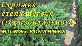 Стрижка (формирование) стелющегося (горизонтального) можжевельника.