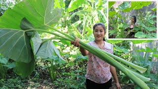 Big Taro Stalk Recipe / Cut Taro Stalk At My Back Yard / Prepare By Countryside Life TV