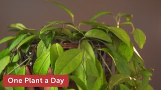 Hoya carnosa (Wax Plant) Houseplant Care — 15 of 365