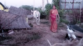 గోమాత సేవ అంటే ఇదే కదా  #gosevavideo#Mylifestyle #India#Agriculture